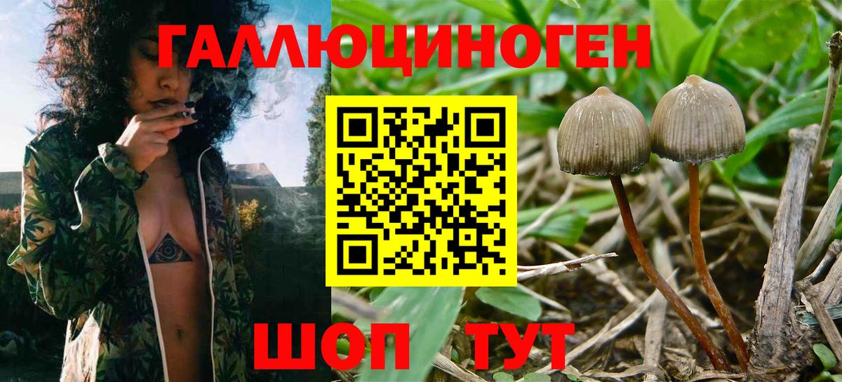Псилоцибиновые грибы мицелий  Псилоцибиновые грибы прущие грибы  Вход с VPN  Зима 